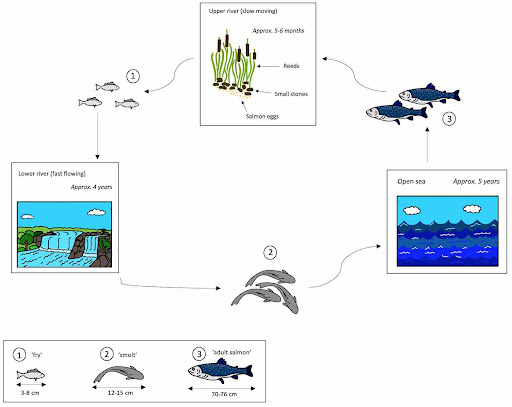 An IELTS task one answer showing a process diagram of the life of a salmon. 